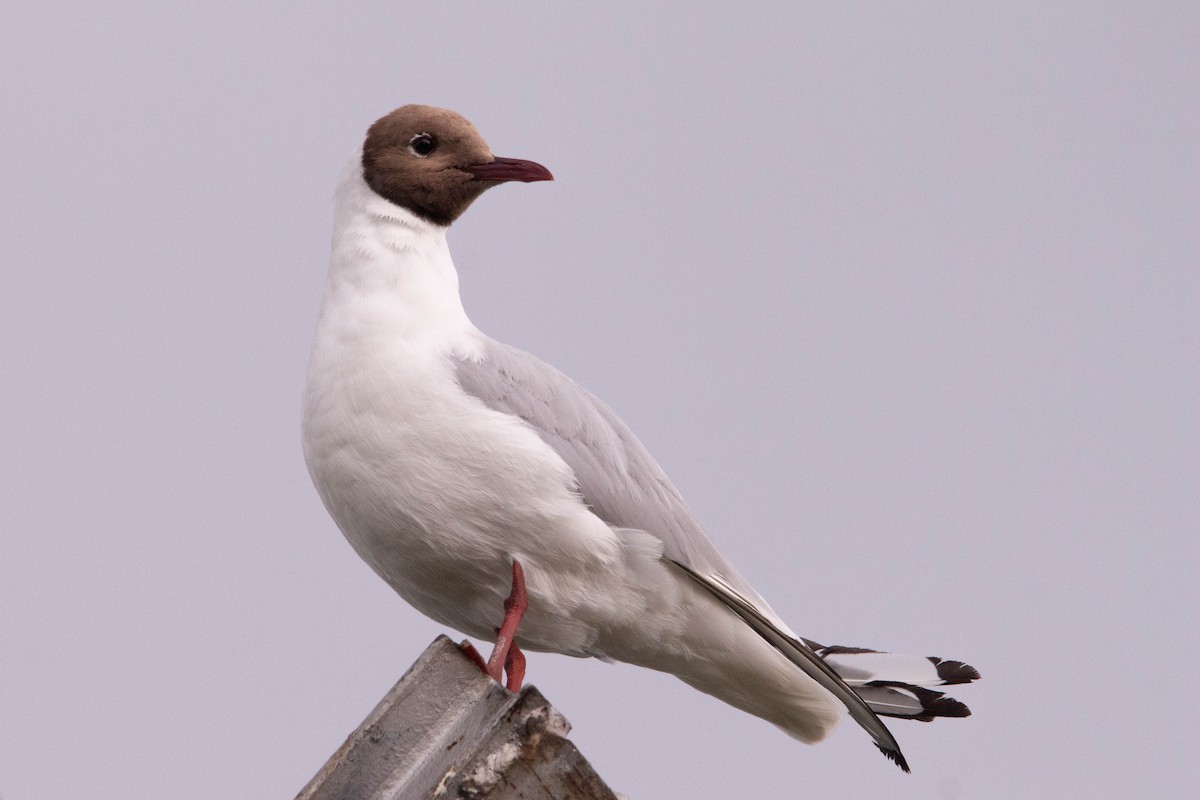 Mouette rieuse - ML621584396