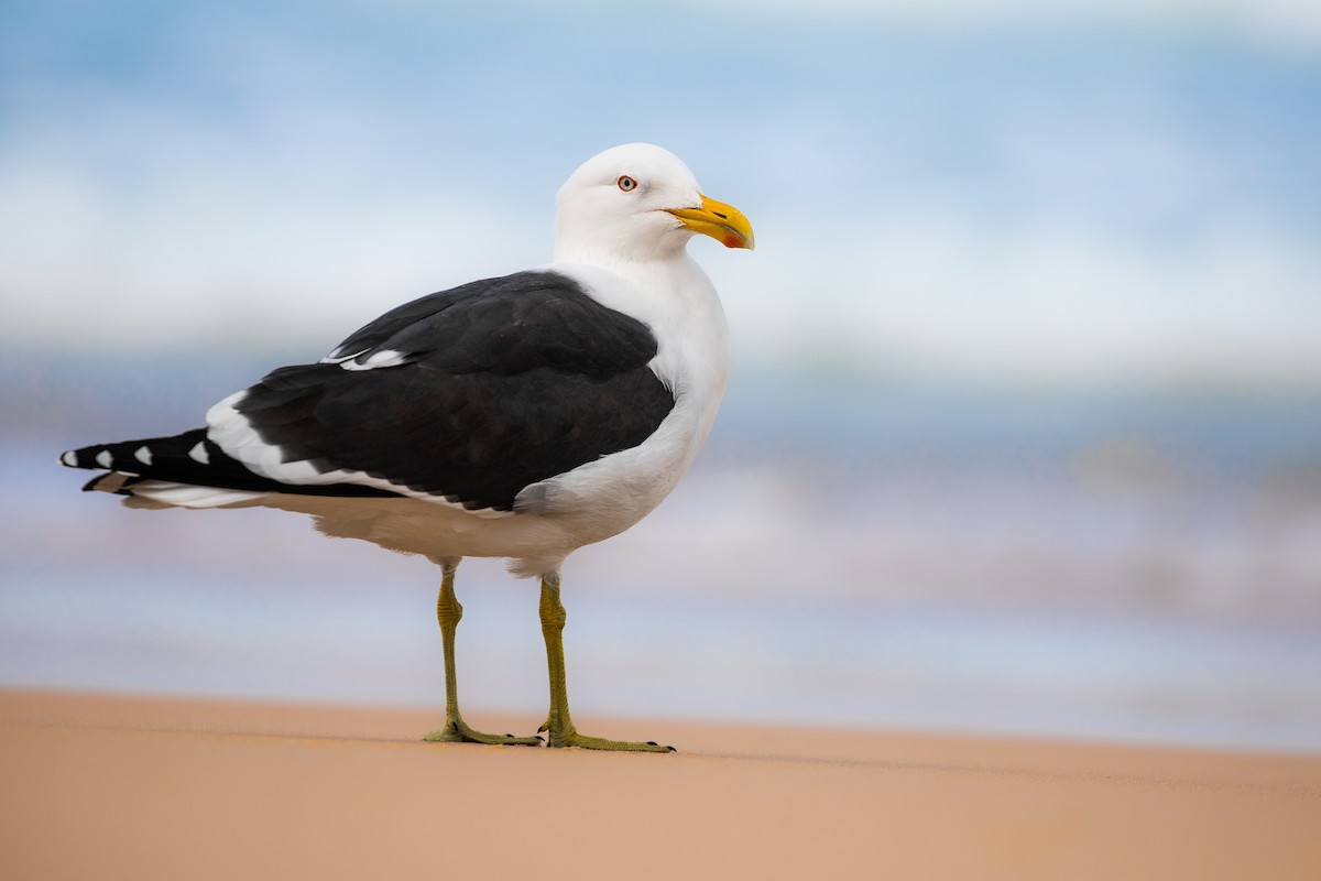 ml621584434-kelp-gull-dominicanus-macaulay-library