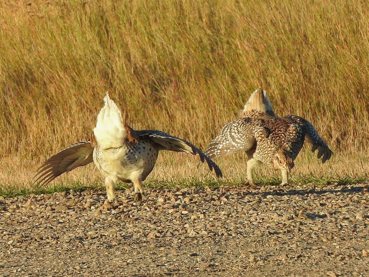 Sharp-tailed Grouse - France Desbiens