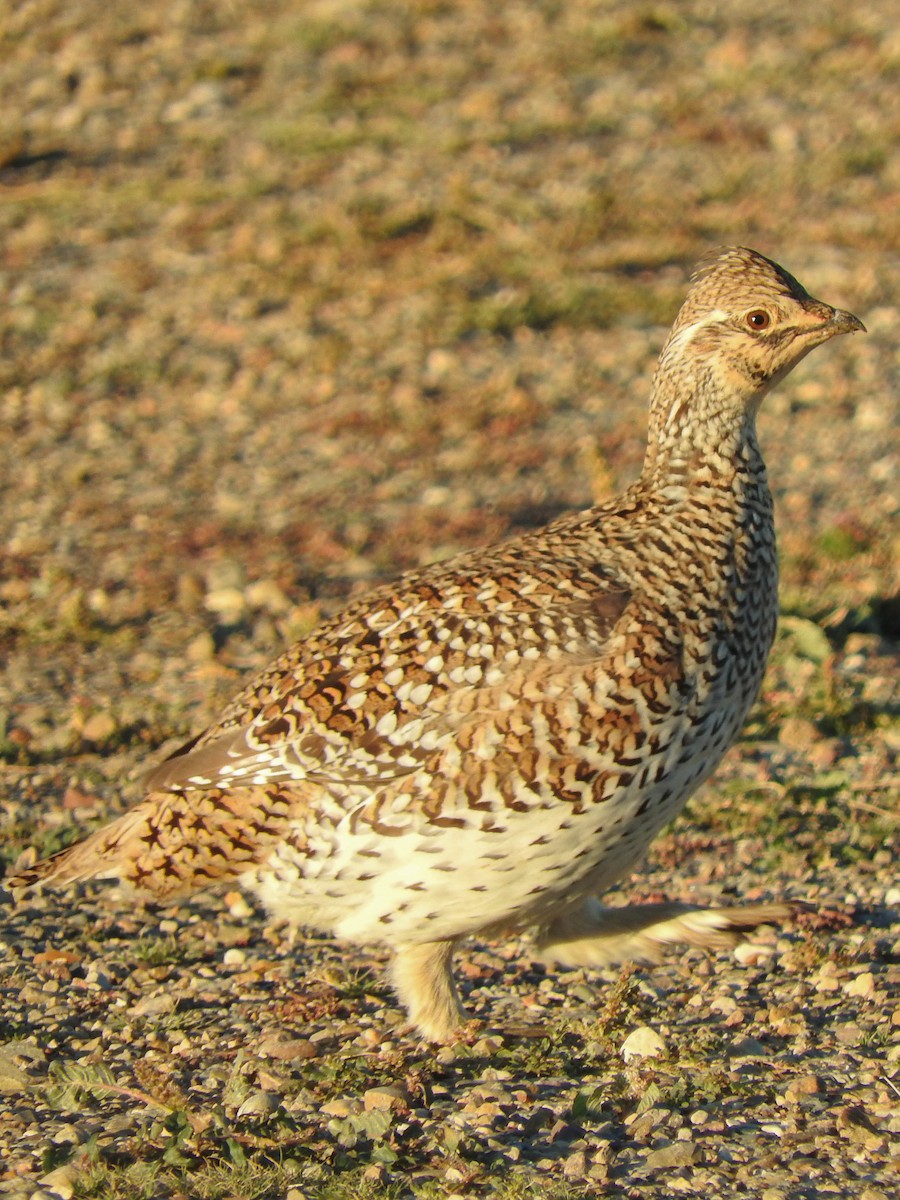 Sharp-tailed Grouse - ML621584598