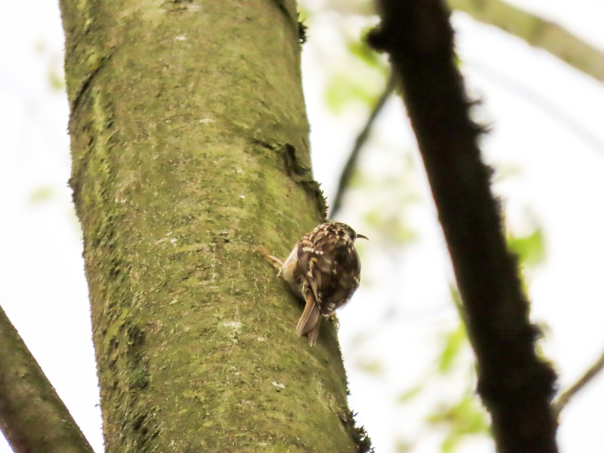 Short-toed Treecreeper - ML621584620