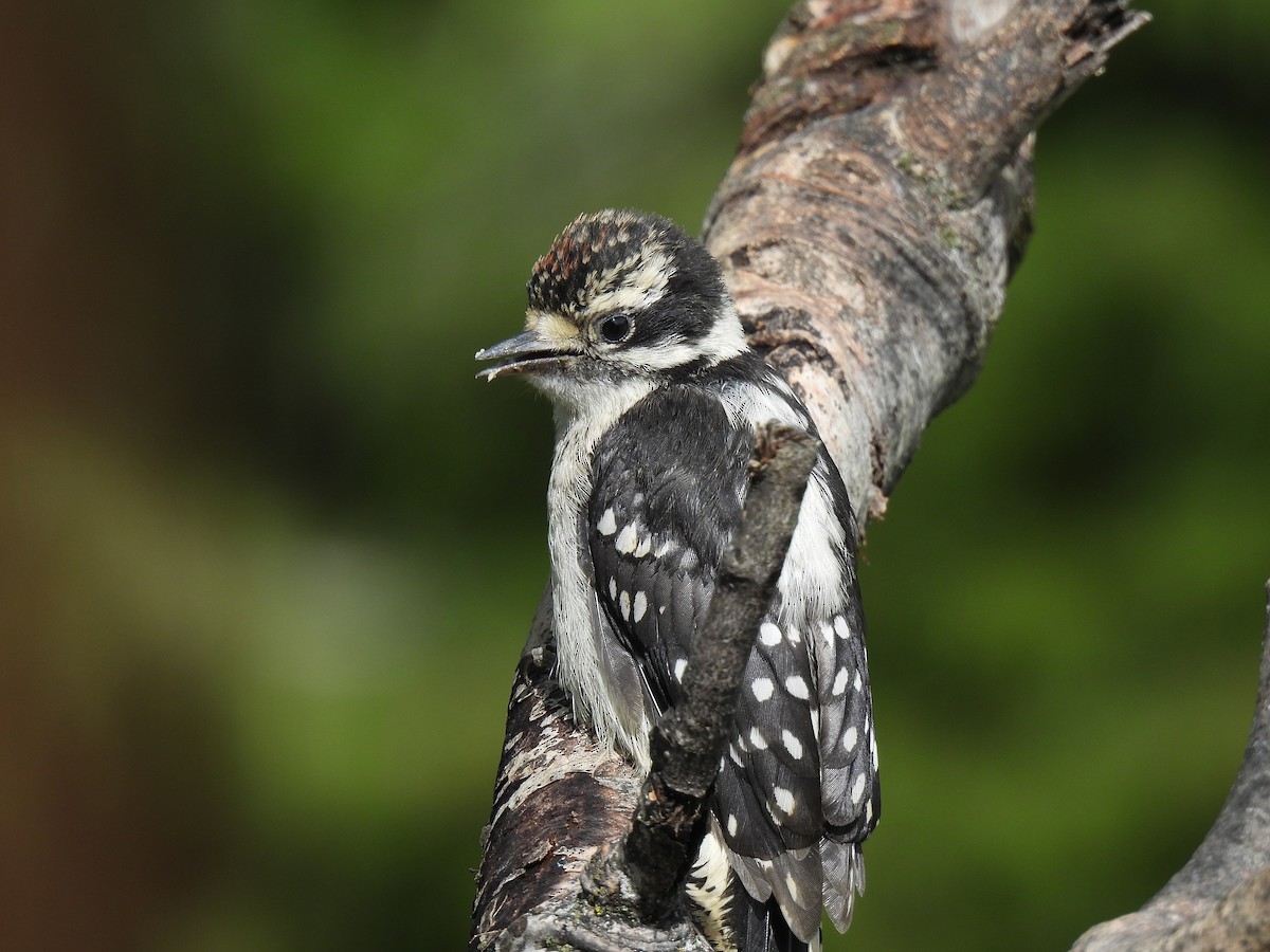 Downy Woodpecker - ML621584646