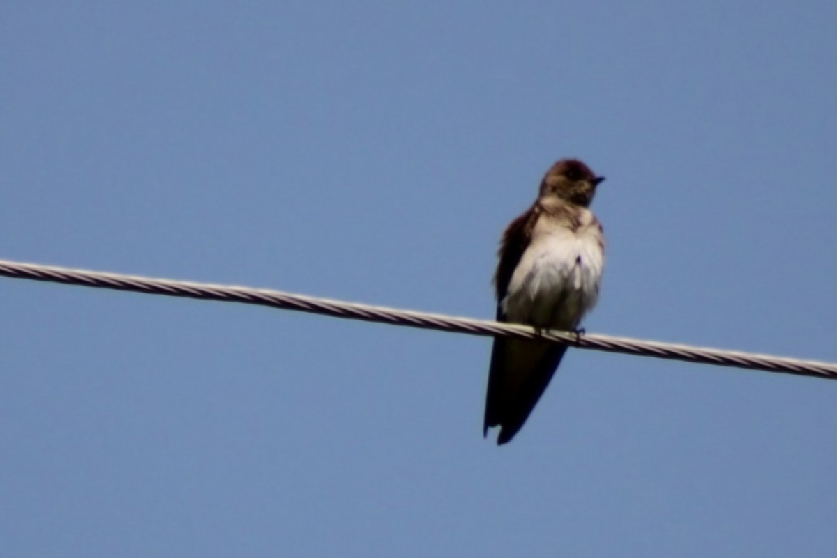 Northern Rough-winged Swallow - Meghan Mutch