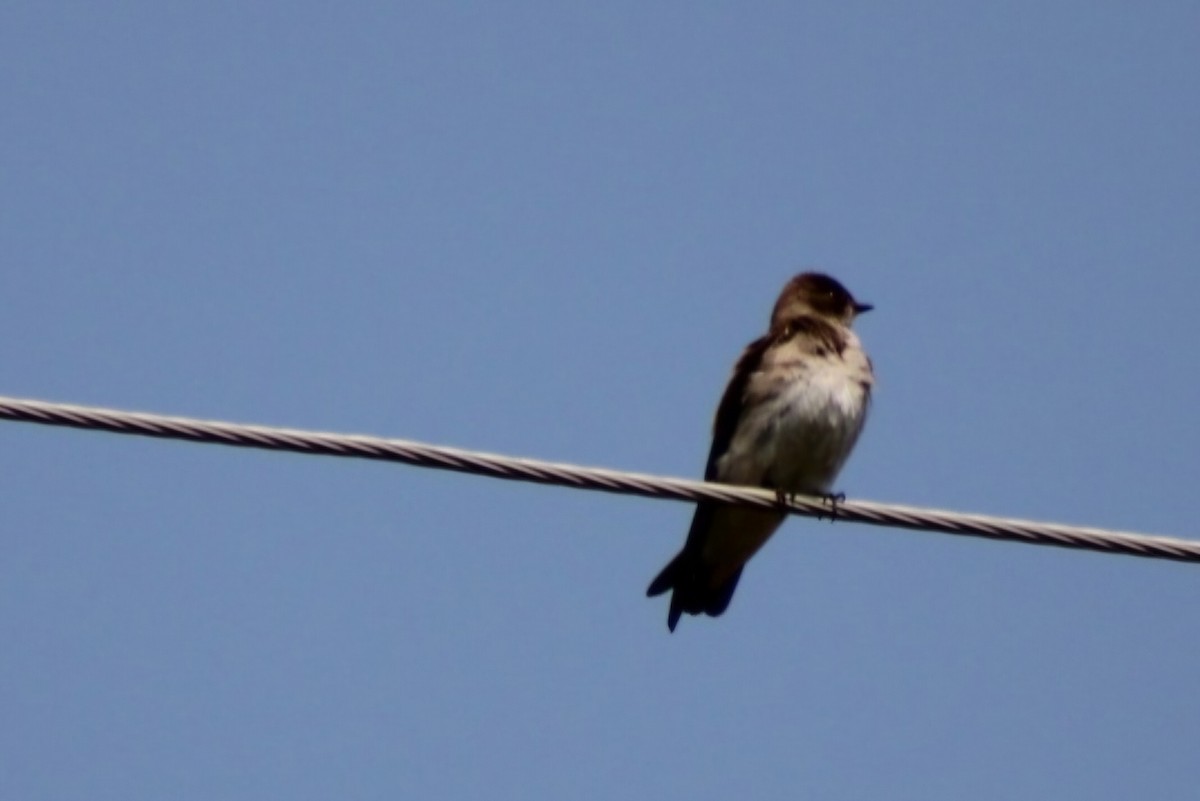 Northern Rough-winged Swallow - ML621584701