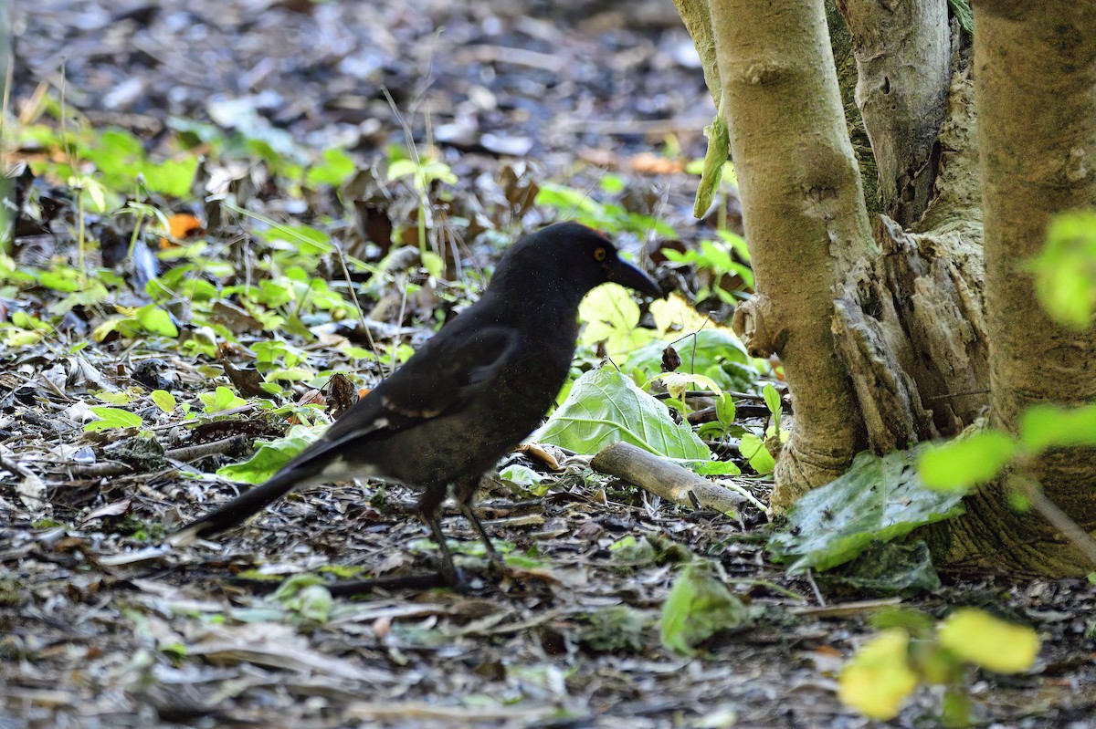 Pied Currawong - ML621584724