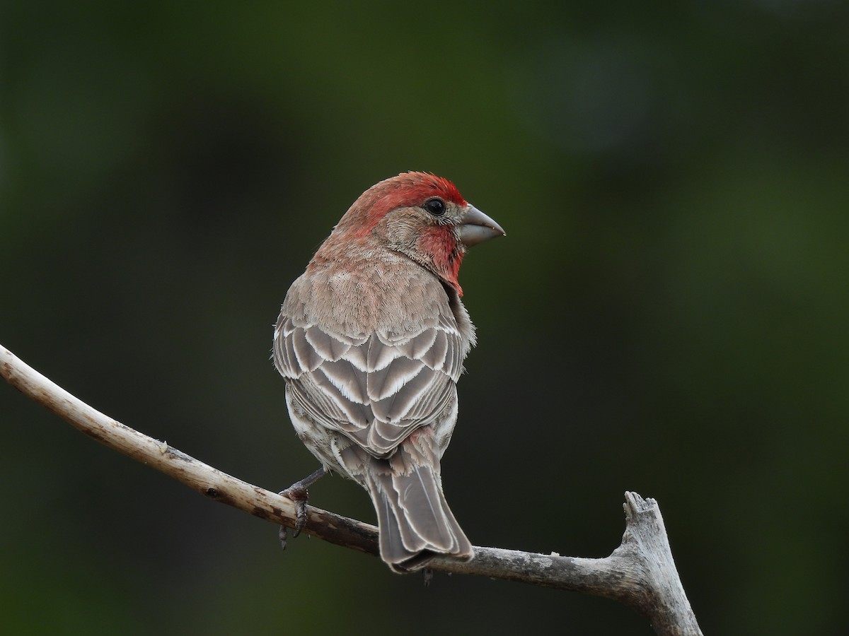 House Finch - ML621584767