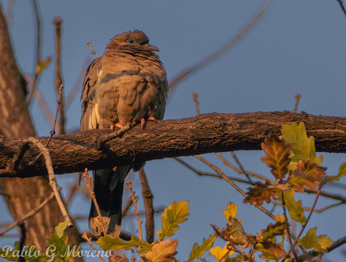 West Peruvian Dove - ML621584830