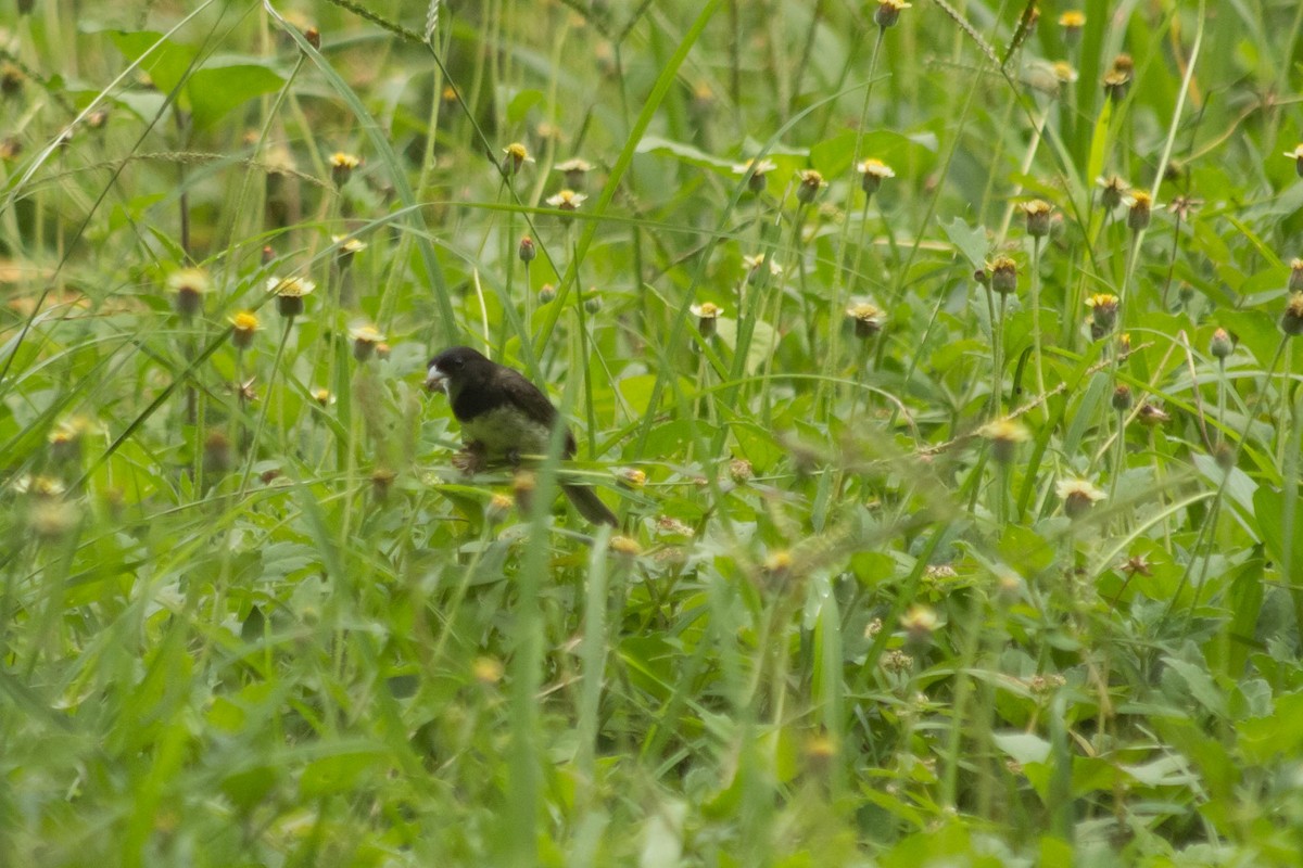 Yellow-bellied Seedeater - ML621584858