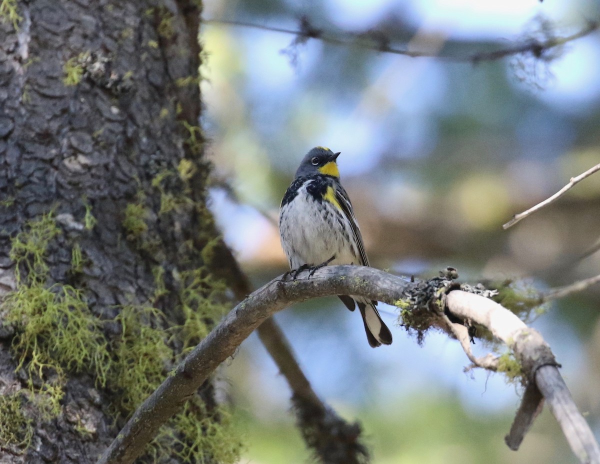 Yellow-rumped Warbler (Audubon's) - ML621584868