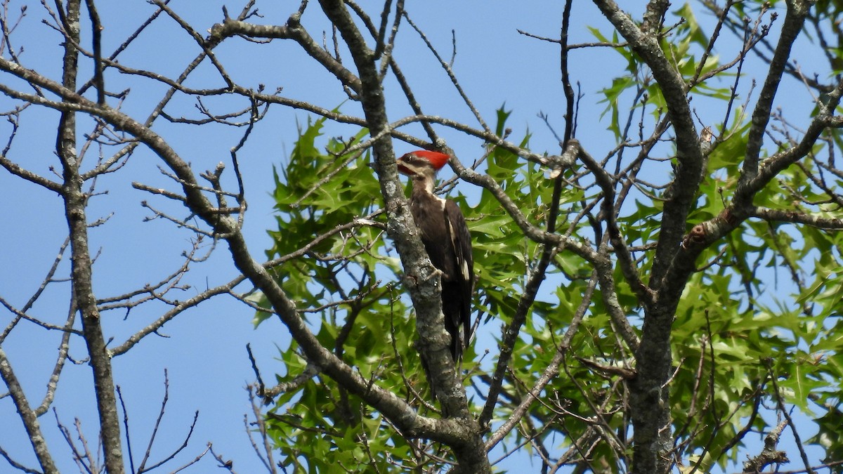 Pileated Woodpecker - ML621584876