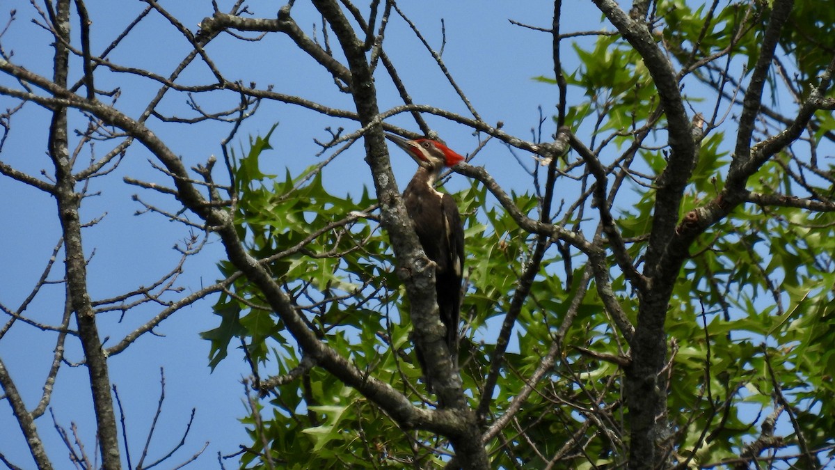 Pileated Woodpecker - ML621584877