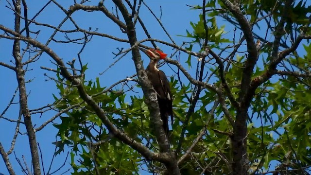 Pileated Woodpecker - ML621584878