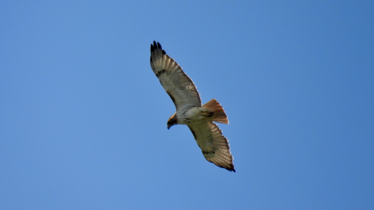 Red-tailed Hawk - ML621584882