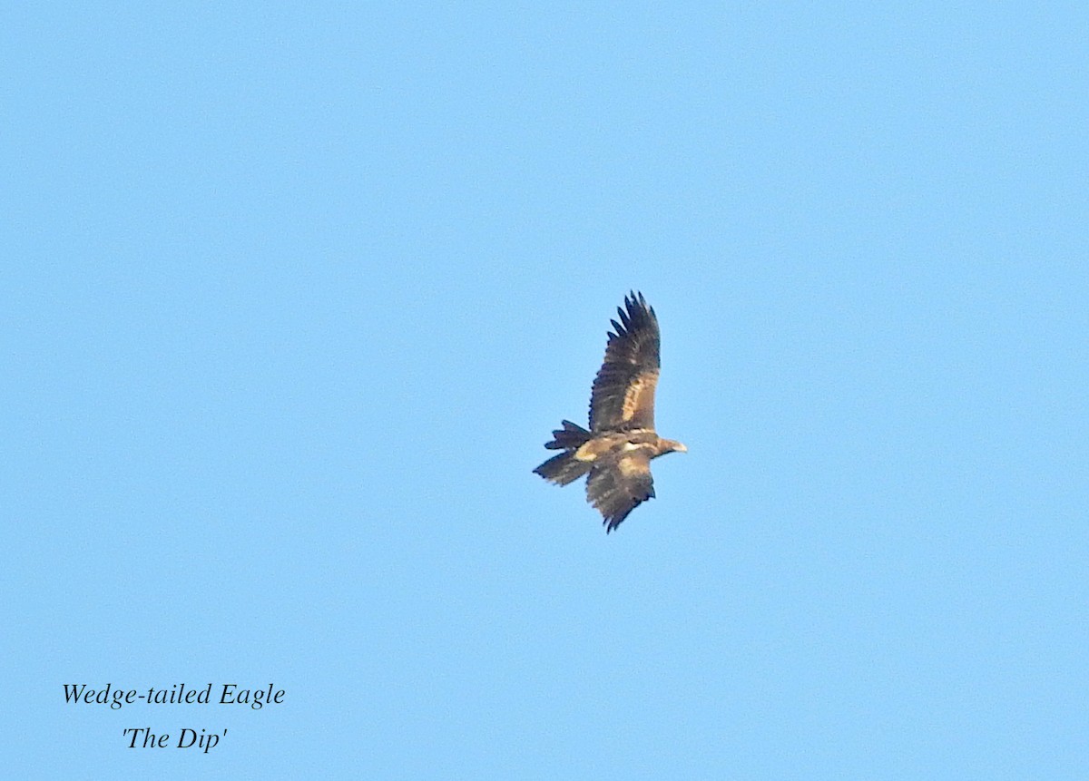 Wedge-tailed Eagle - Marie Tarrant