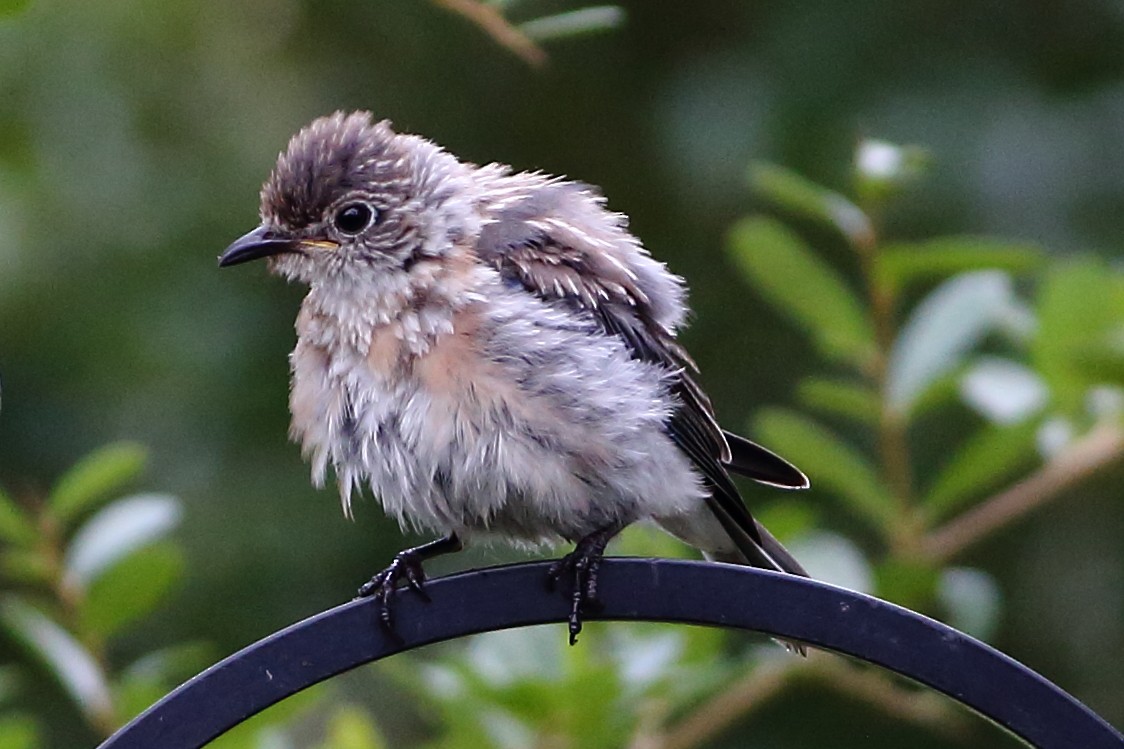 Eastern Bluebird - ML621584937