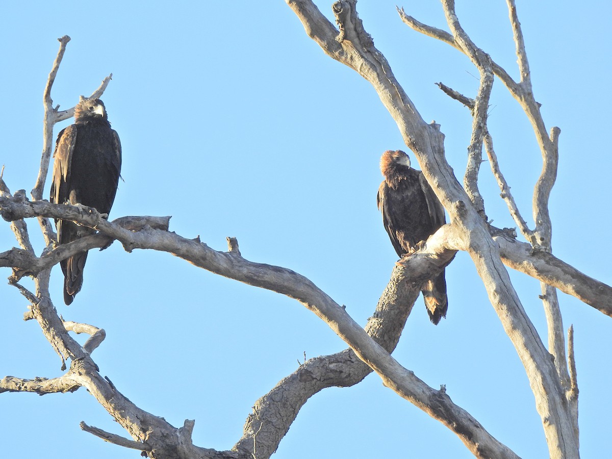 Wedge-tailed Eagle - ML621584961