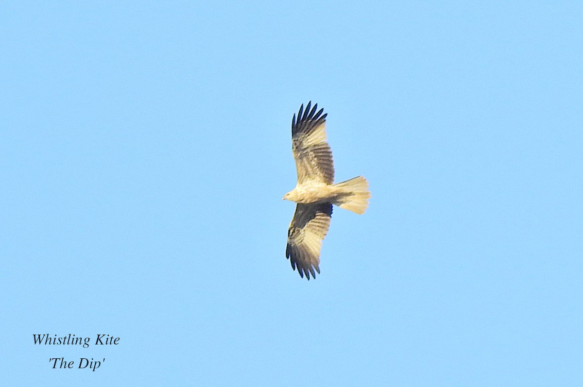 Whistling Kite - ML621584981