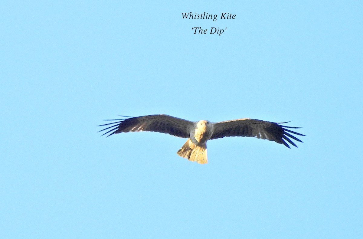 Whistling Kite - ML621584987