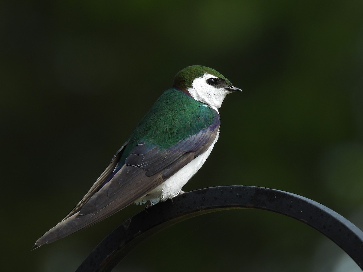 Violet-green Swallow - ML621584988