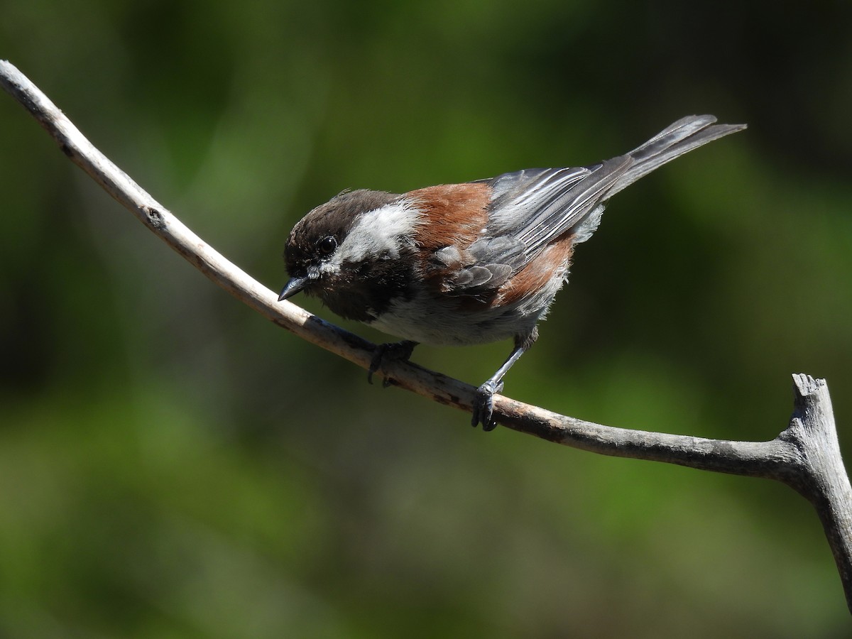 Chestnut-backed Chickadee - ML621585000