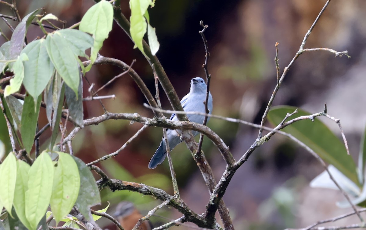 Blue-gray Tanager (White-edged) - ML621585008