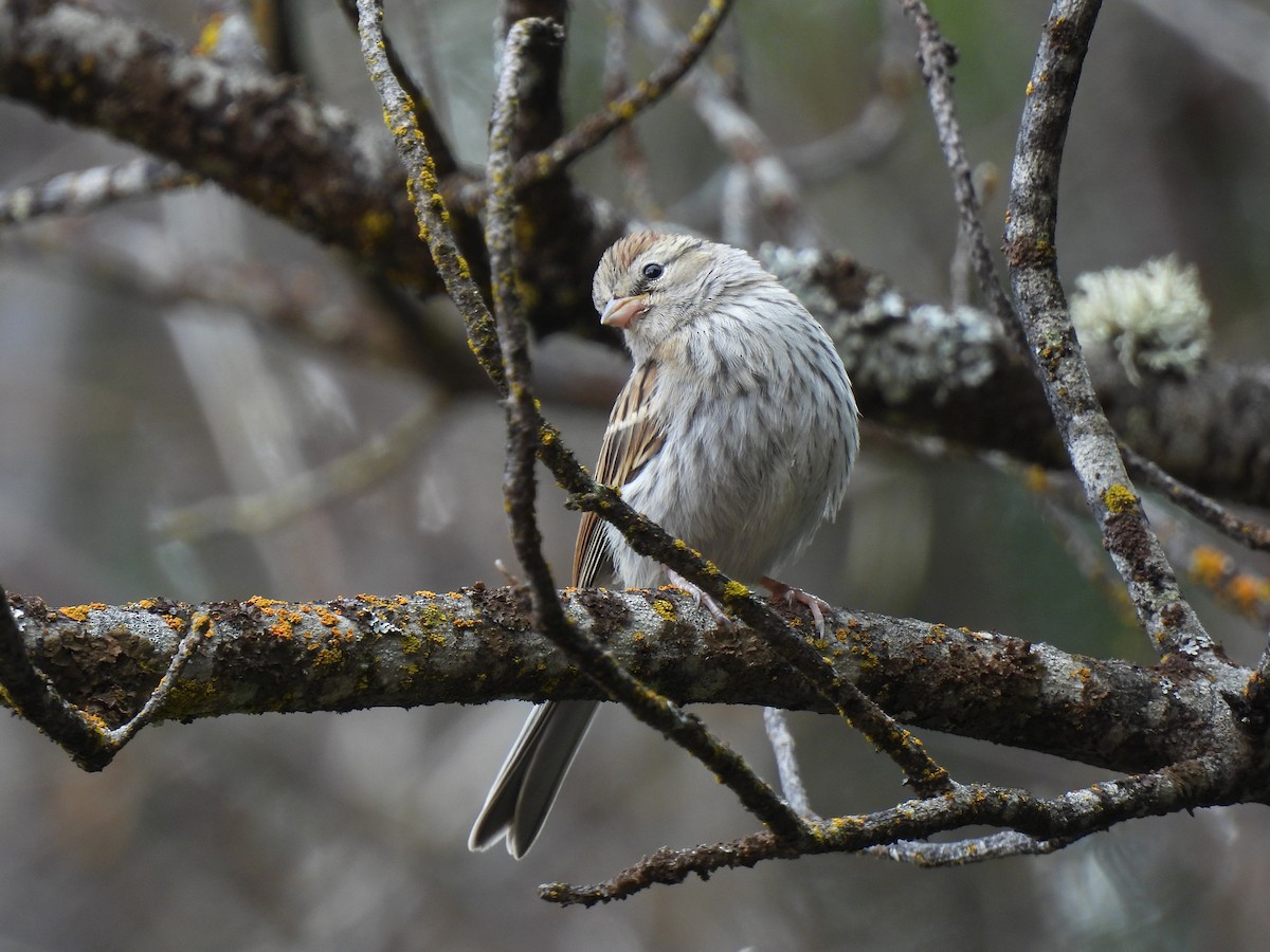 Chipping Sparrow - ML621585098