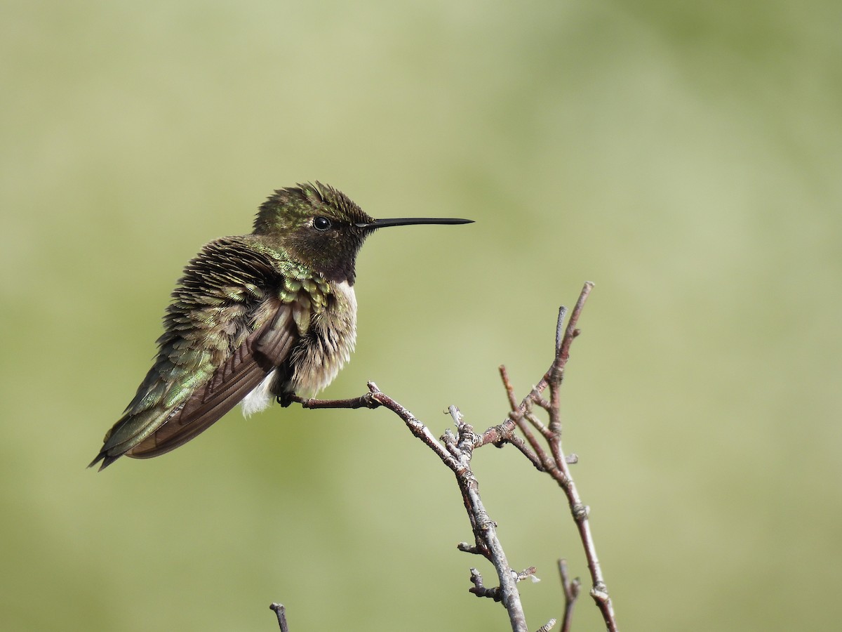 Black-chinned Hummingbird - ML621585110