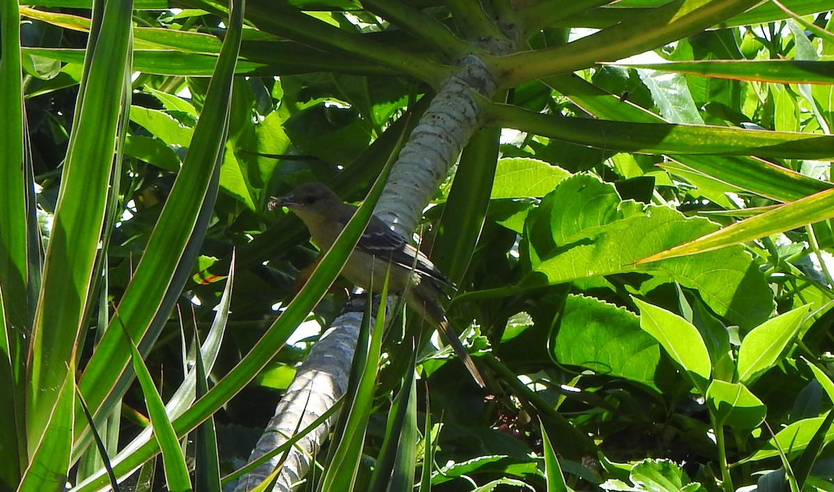 Hooded Oriole - ML621585124