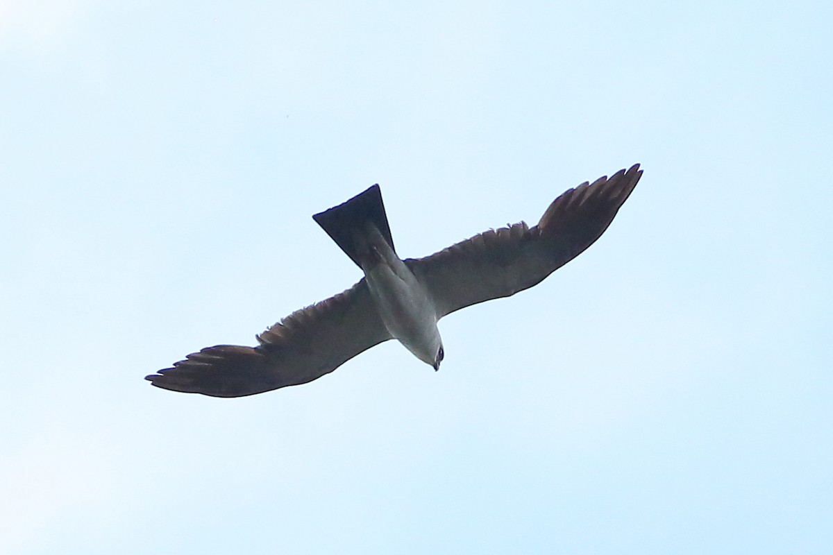 Mississippi Kite - Robert Stalnaker