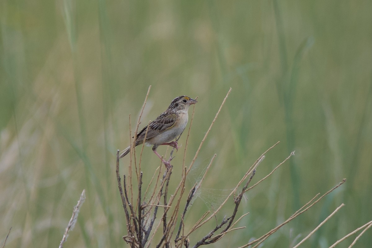 Grasshopper Sparrow - ML621585166