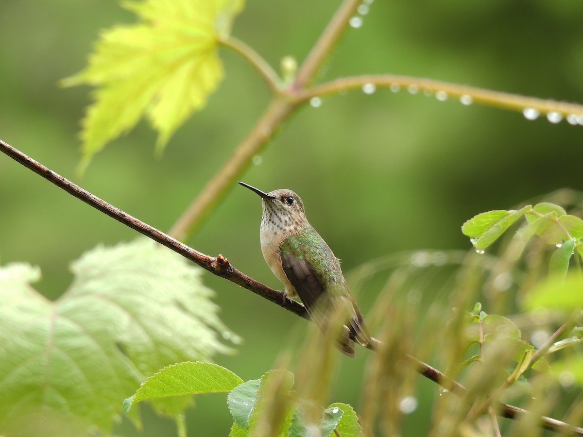 Calliope Hummingbird - ML621585172