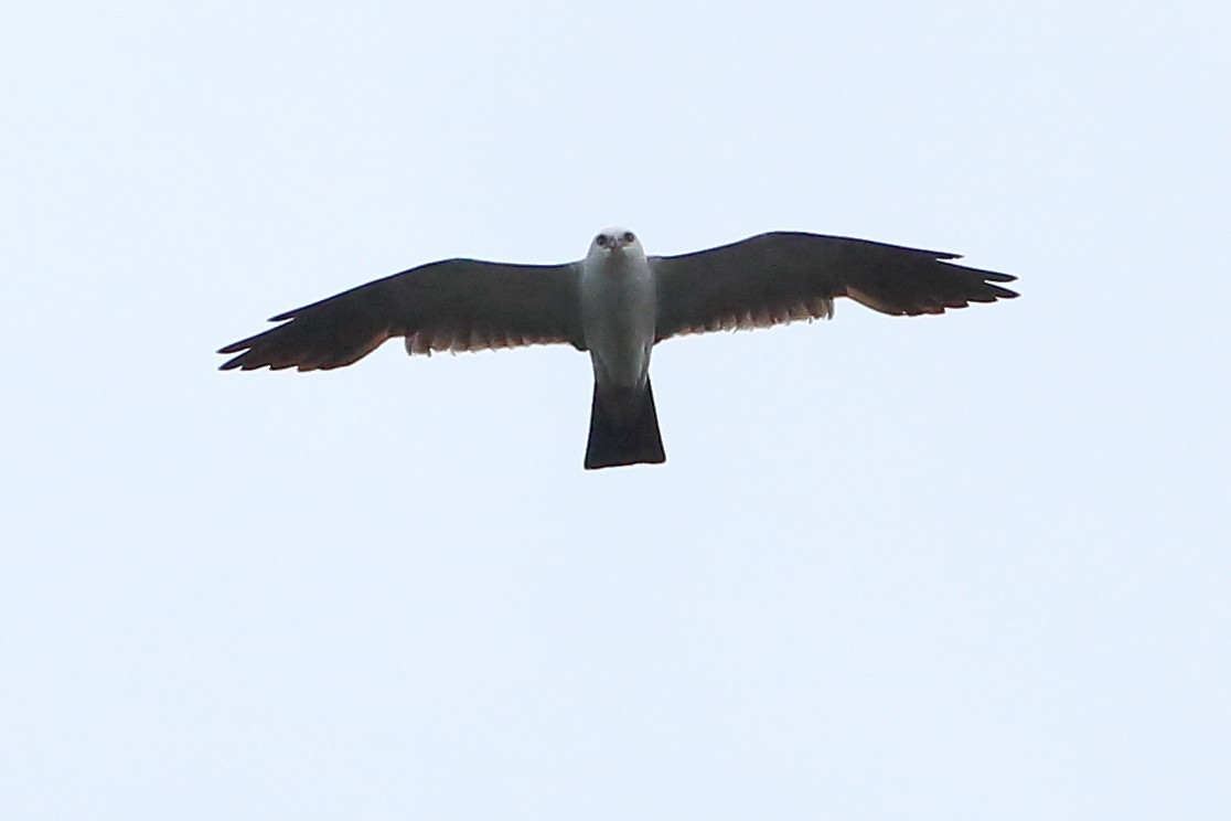 Mississippi Kite - ML621585176