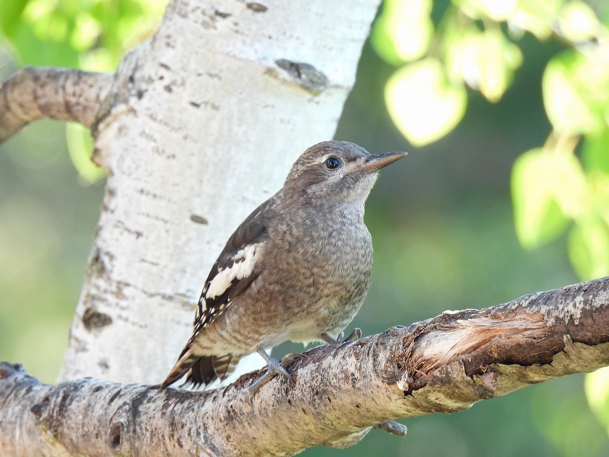 Red-naped Sapsucker - ML621585185