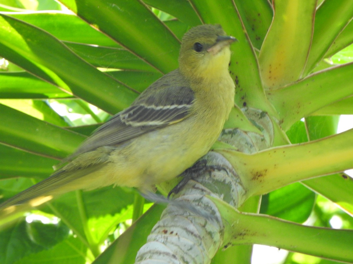 Hooded Oriole - ML621585191