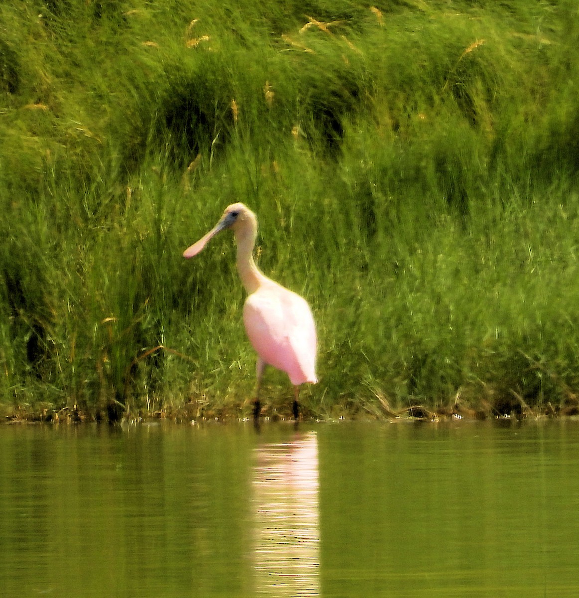 Roseate Spoonbill - ML621585207