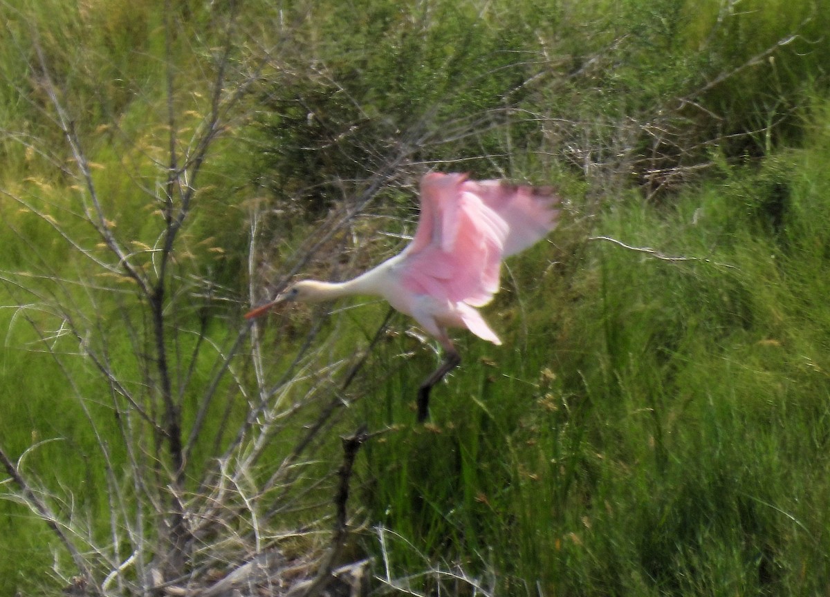 Roseate Spoonbill - ML621585208