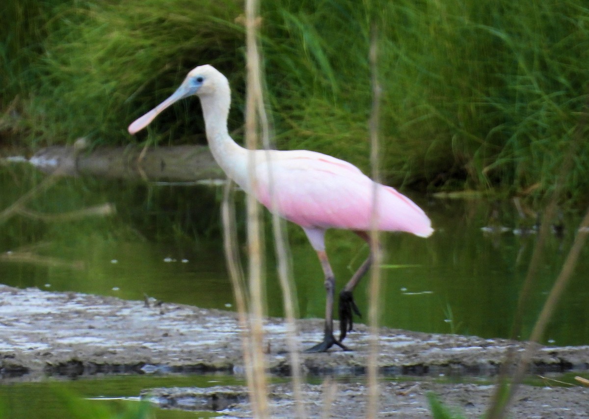 Roseate Spoonbill - ML621585210