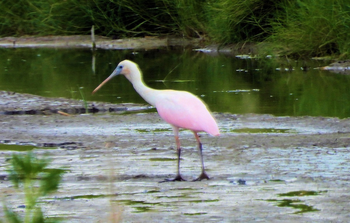 Roseate Spoonbill - ML621585211