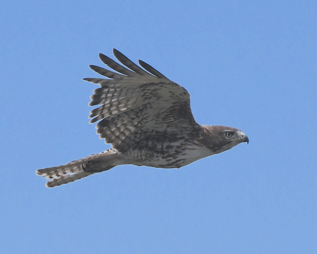 Red-tailed Hawk - ML621585217