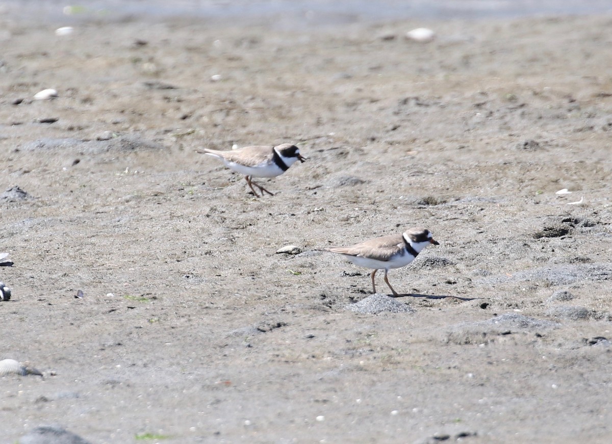Semipalmated Plover - ML621585229