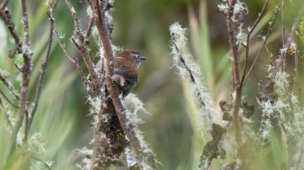 White-chinned Thistletail - ML621585233