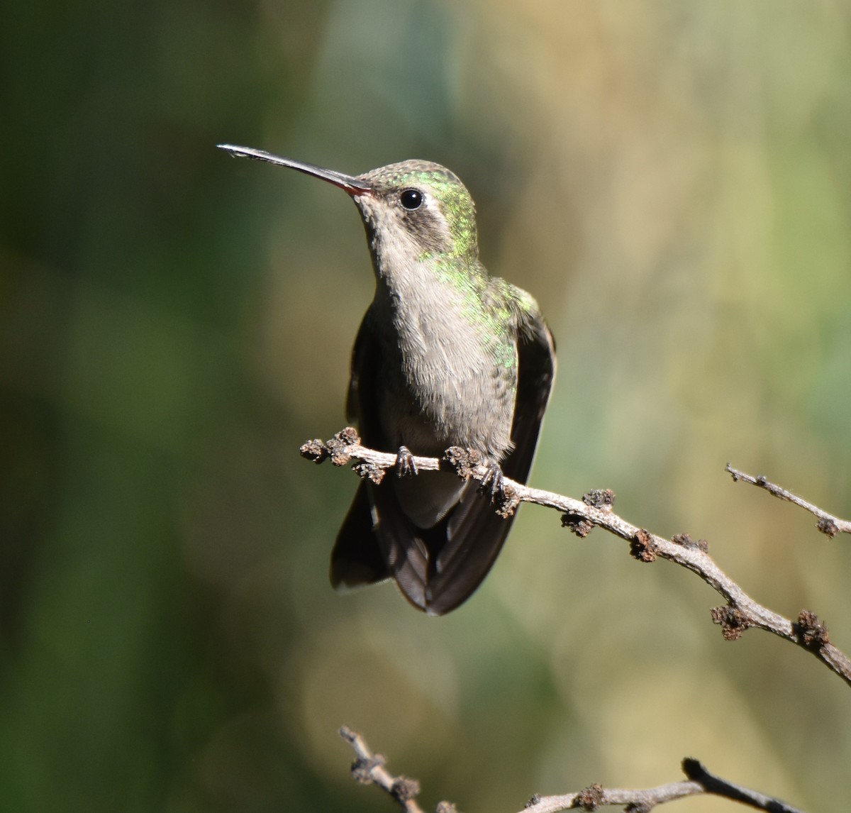 Broad-billed Hummingbird - ML621585239