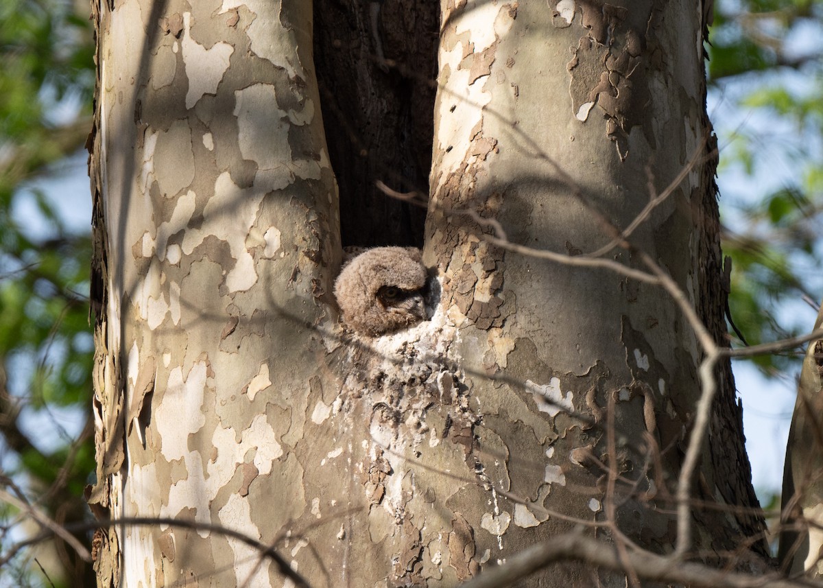 Great Horned Owl - ML621585246