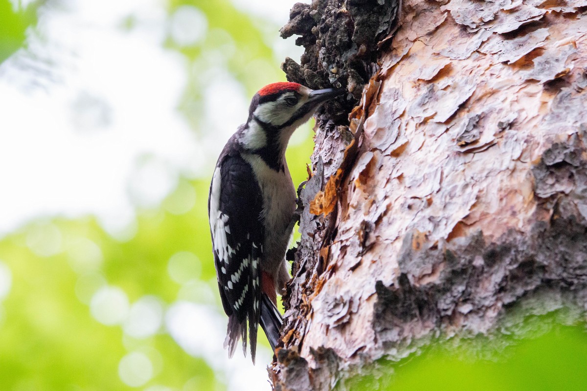 Great Spotted Woodpecker - ML621585261