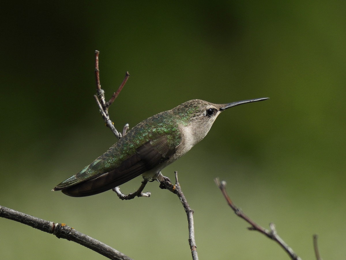 Black-chinned Hummingbird - ML621585262
