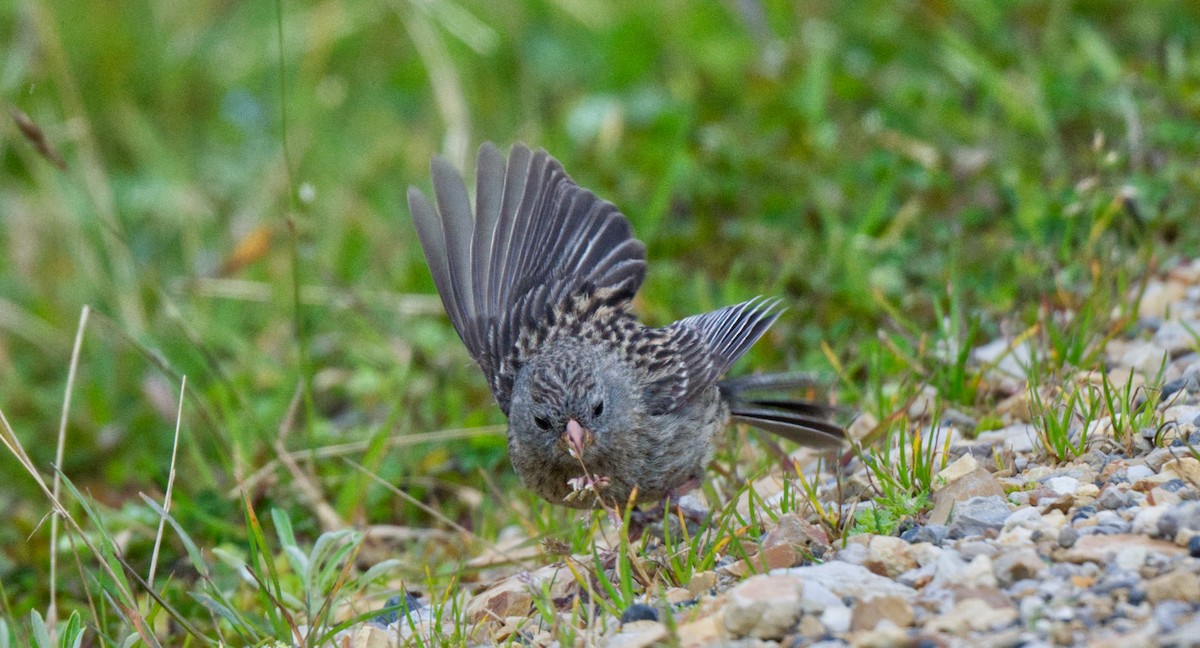 Plain-colored Seedeater - ML621585266