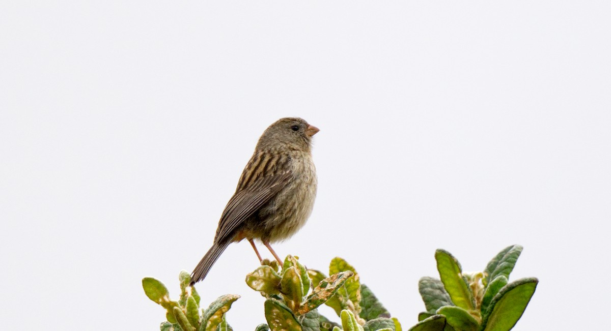 Plain-colored Seedeater - ML621585267