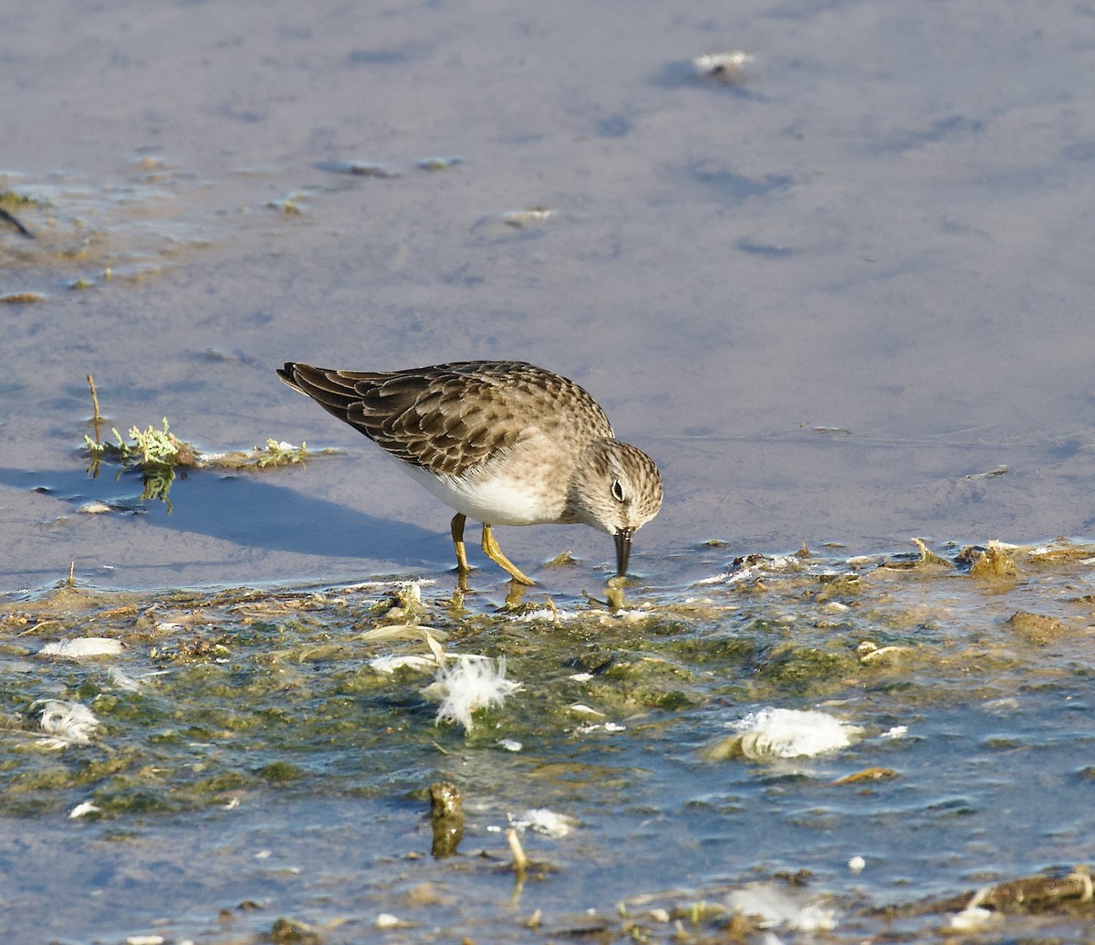 Least Sandpiper - Alison Hiers