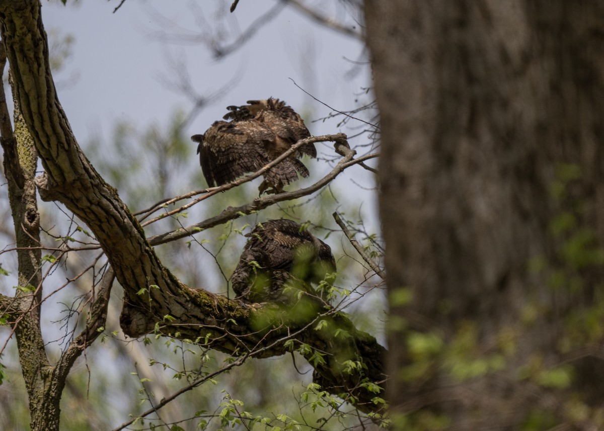 Great Horned Owl - ML621585577