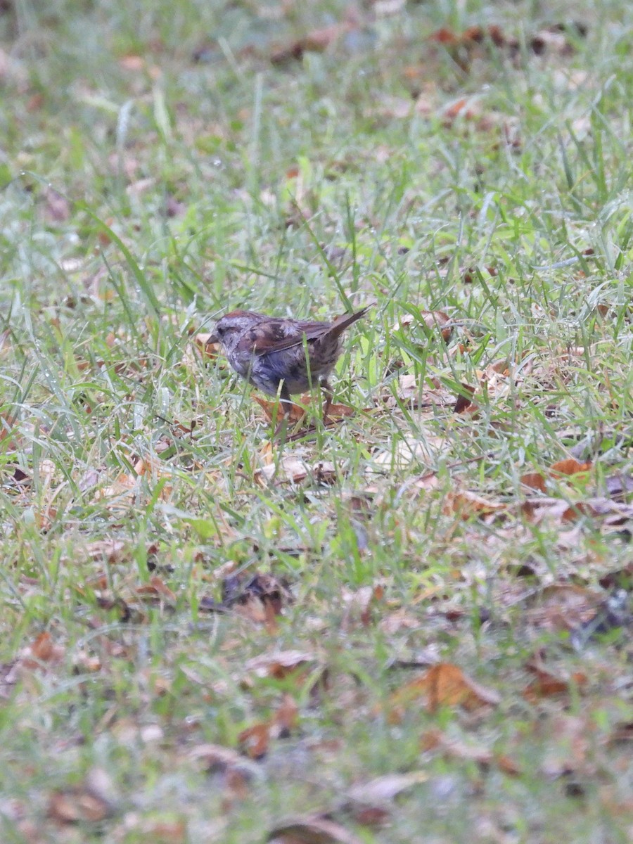 Swamp Sparrow - ML621585579